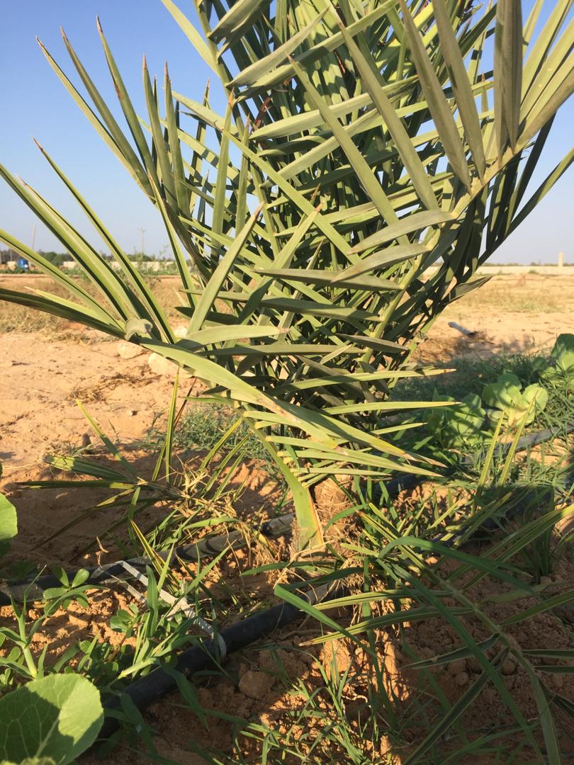 زيارة طلبة قسم الانتاج النباتي بكلية الزراعة لمزرعة شركة الزيتونة الخضراء
